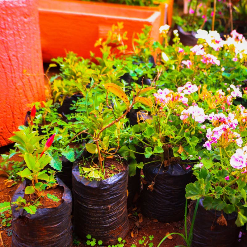 Flowering Plants (Rose Collection)
