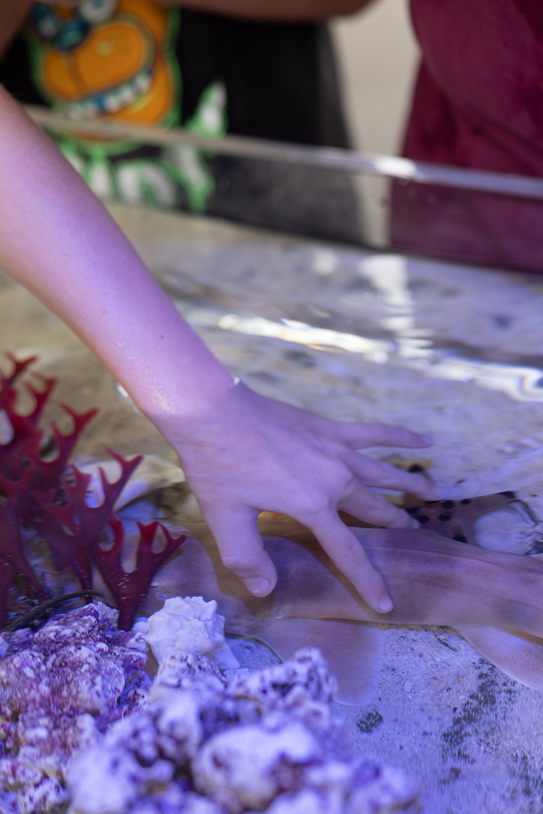 Traveling Tidepools