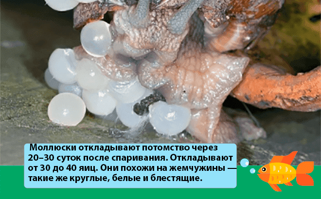 Как завести дома виноградную улитку Как завести дома виноградную улитку