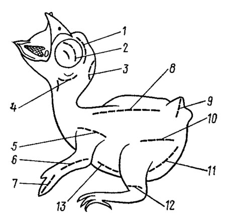 Рис. 80. Схема расположения возможных пуховых птерилии на теле птенцов певчих птиц (по И. Нейфельдт). 1 - надглазничные; 2 - глазные (на веках); 3 - затылочная; 4 - околоушные; 5 - плечевые; 6 - локтевые (на предплечьях); 7 - кистевые; 8 - спинная; 9 - копчиковая; 10 - бедренные; 11 - брюшные; 12 - голен-ные; 13 - грудные
