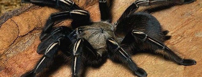 Паук