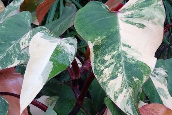 filodendron-dolchatyj