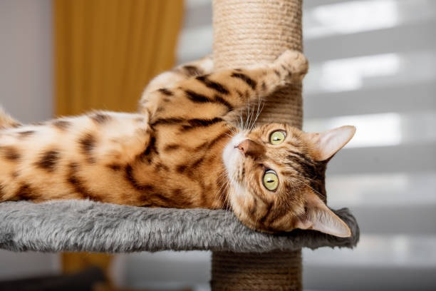 sofa scratching toy