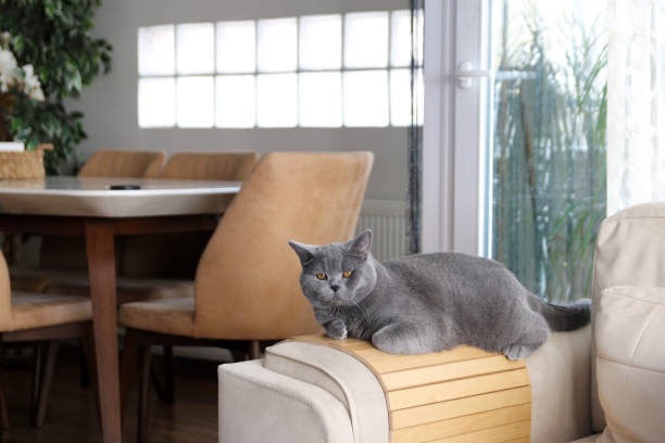 cat on sofa with sofa protector