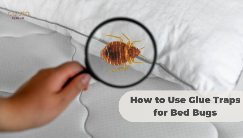 How to Use Glue Traps for Bed Bugs (Is It a Good Idea?) - Budget