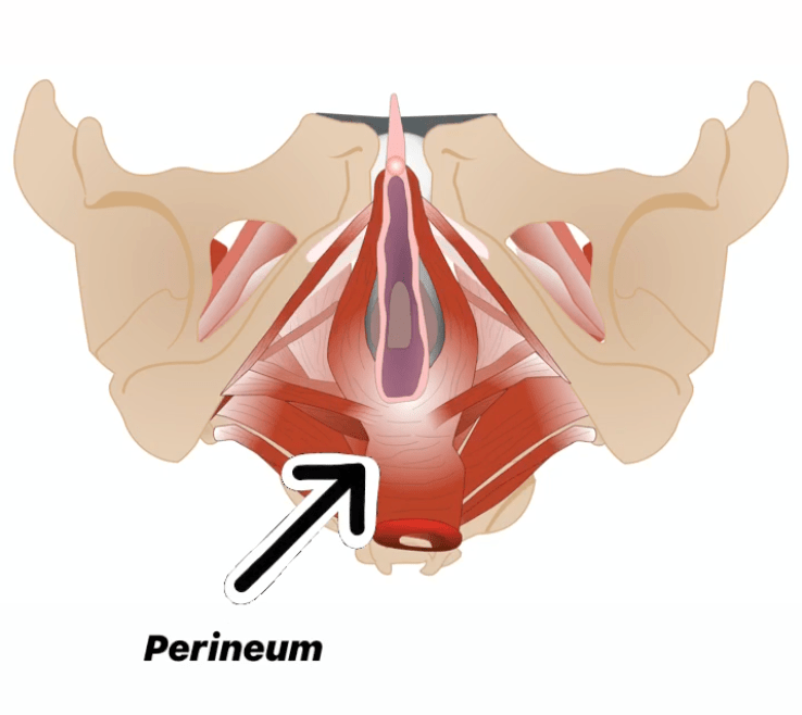 перинеум