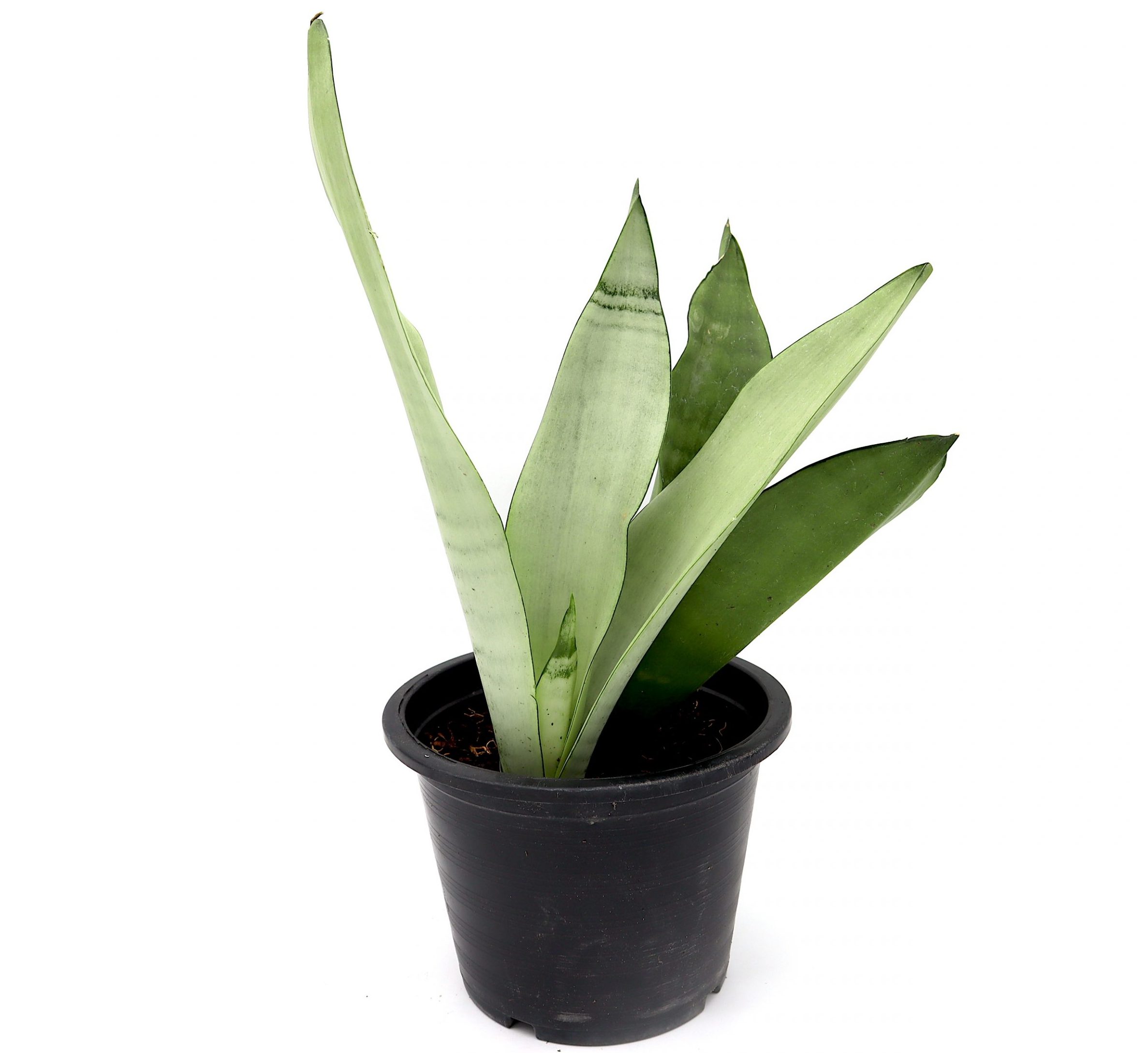Snake Plant “Moon Shine” 25-30cm