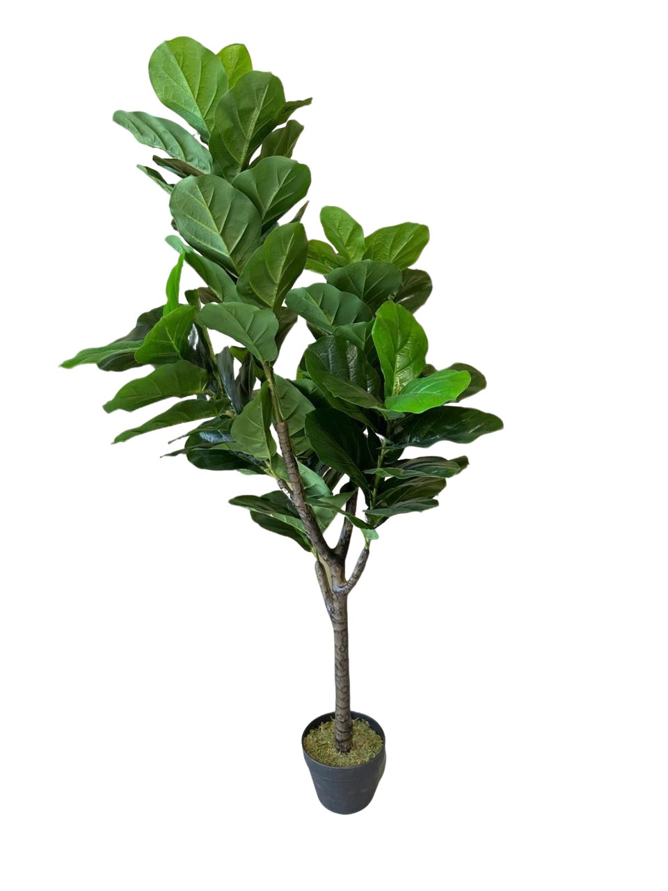 Artificial Ficus Lyrata Plant 160cm