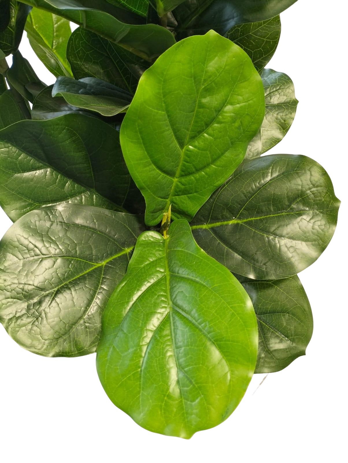 Artificial Ficus Lyrata Plant 160cm