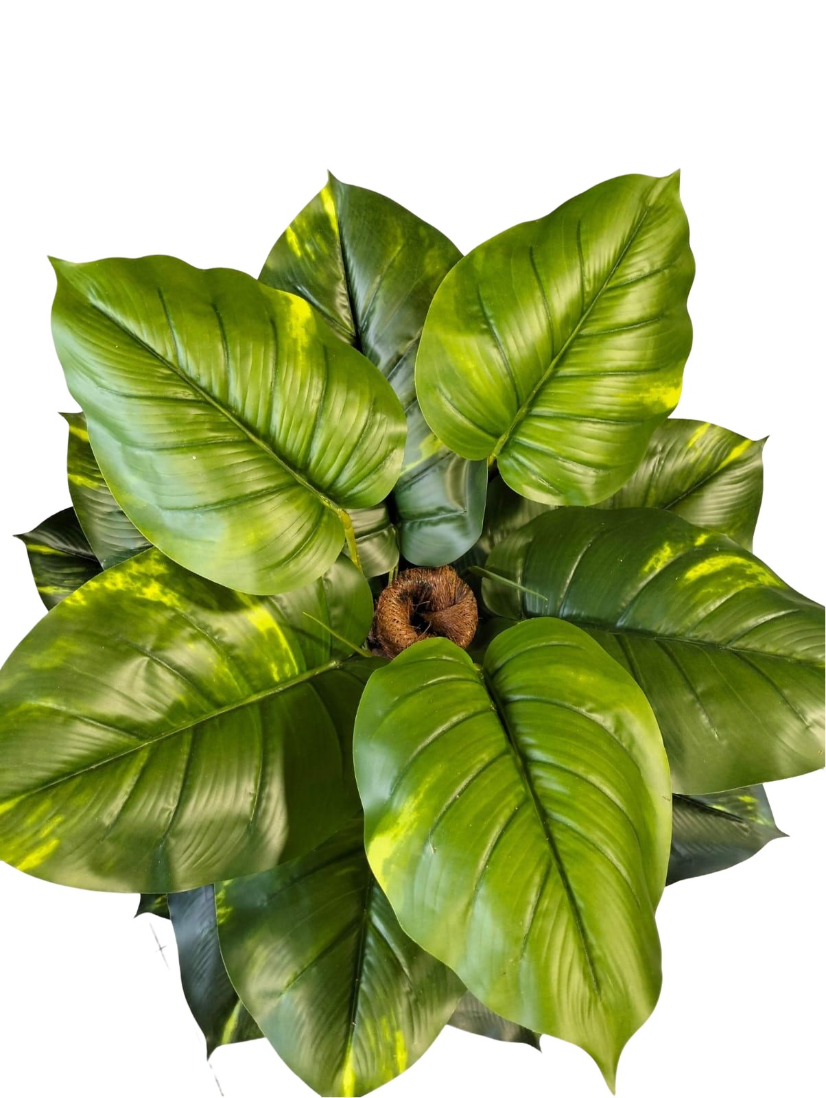 Artificial Money Plant 160cm