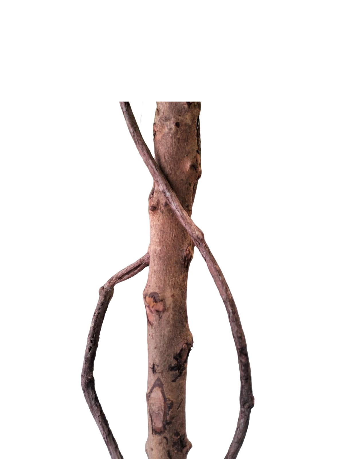 Artificial Olive Plant 160cm