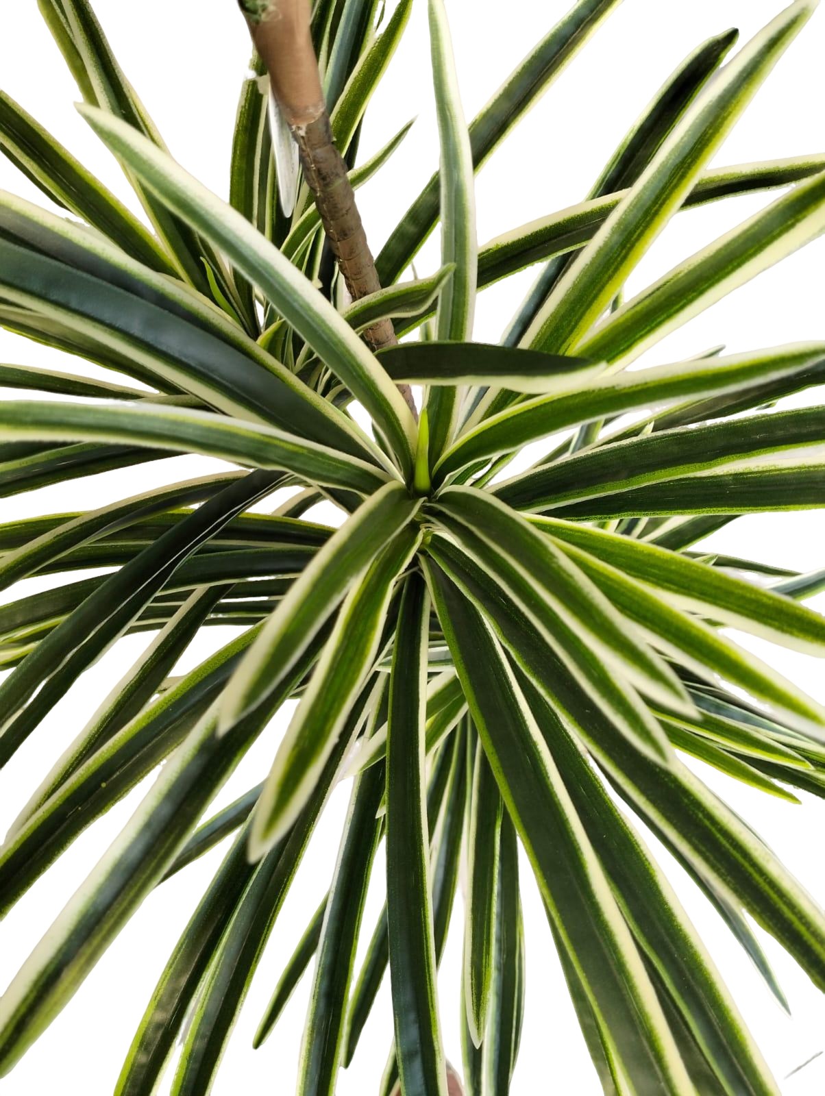 Artificial Yucca Plant 160cm