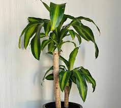 Dracaena Fragrans