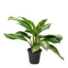 Aglaonema Pattaya Beauty