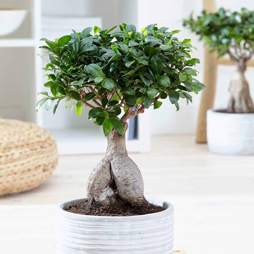 Ficus ginseng bonsai 25 – 30cm
