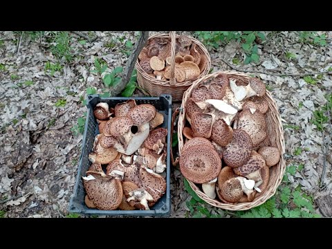 Дневник Новой Фабрики Звезд. Выпуск от 13 ноября 2017