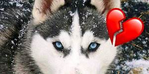Тест: Выберите сердцем животное, а мы расскажем, где вам искать свою вторую половинку