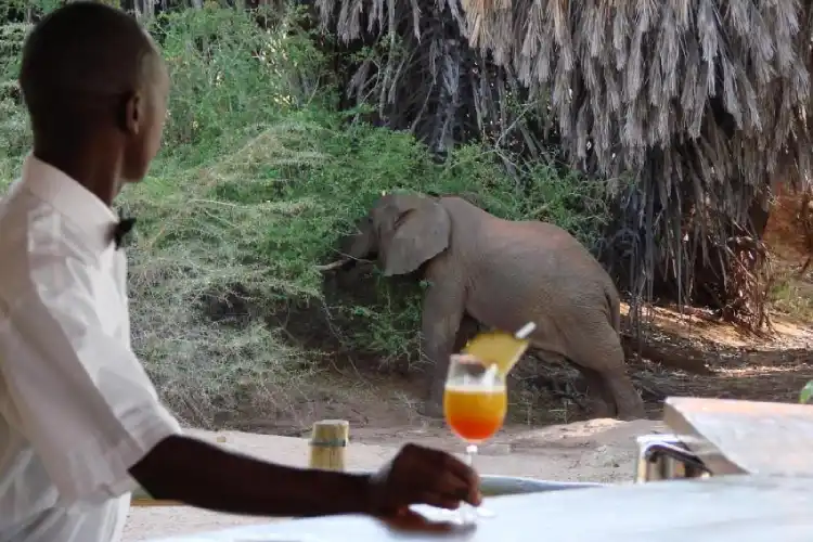 Morning Game Drive and Departure