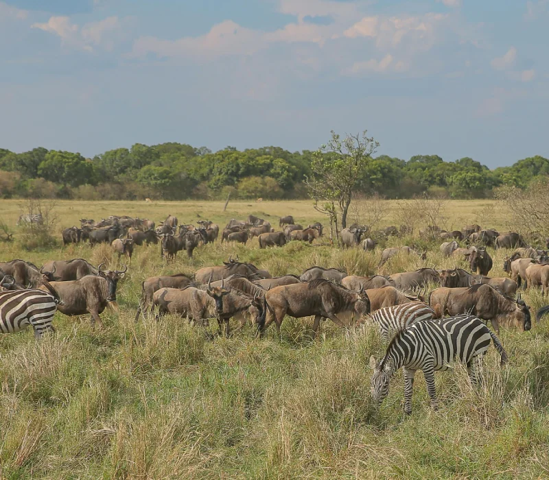 7‑Day 6‑Night Maasai Mara, Lake Nakuru, Nanyuki & Samburu Private Safari Package