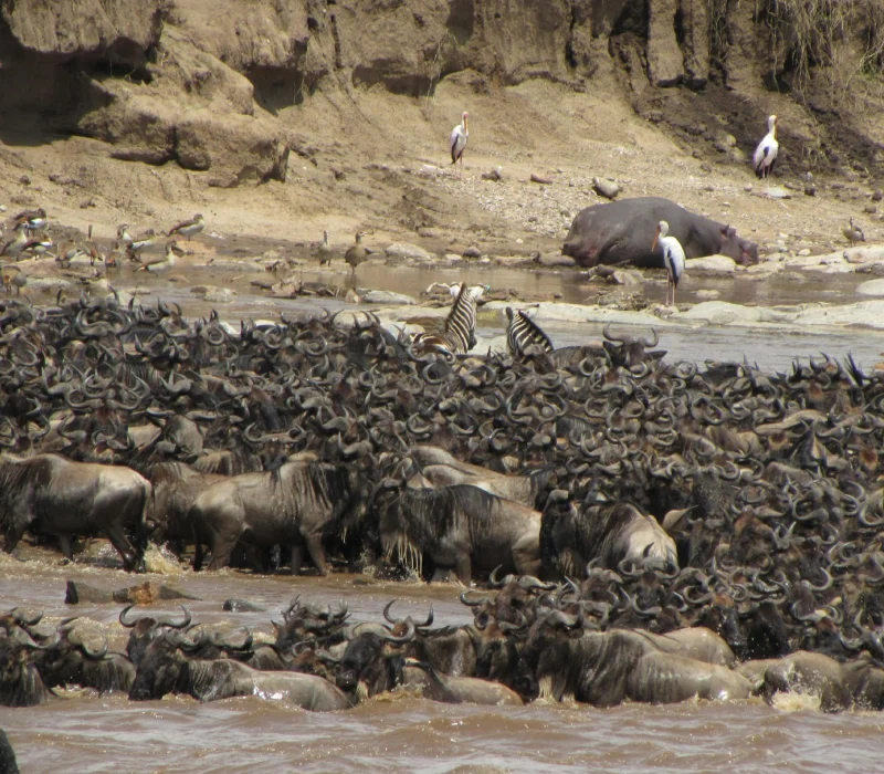 7‑Day 6‑Night Maasai Mara, Lake Nakuru, Nanyuki & Samburu Private Safari Package