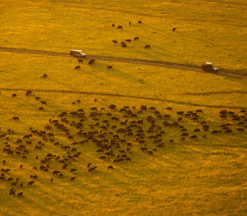 7‑Day 6‑Night Maasai Mara, Lake Nakuru, Nanyuki & Samburu Private Safari Package