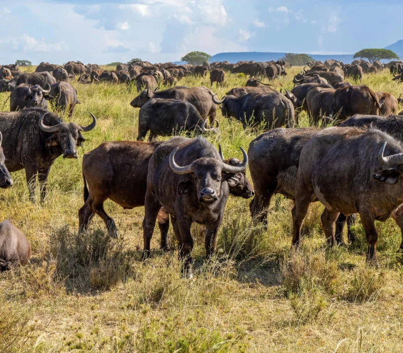 Maasai Mara → Lake Nakuru