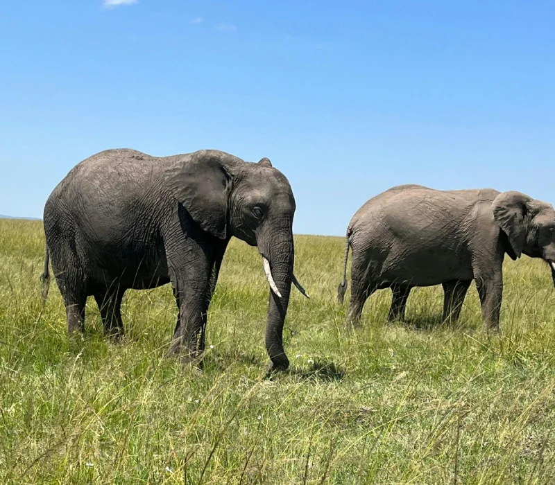 3 Days 2 Nights Amboseli High Season Package