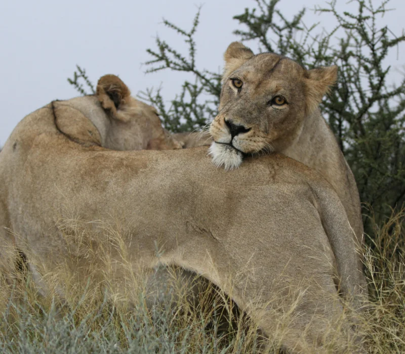 3 Days 2 Nights Amboseli High Season Package