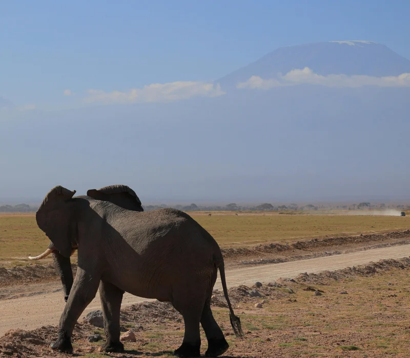 3 Days 2 Nights Amboseli High Season Package