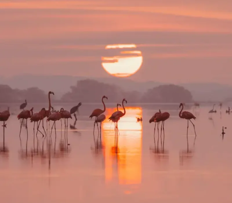 6 Day 5 Nights Amboseli, Lake Nakuru & Maasai Mara Private Safari Package