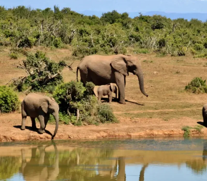 6 Day 5 Nights Amboseli, Lake Nakuru & Maasai Mara Private Safari Package