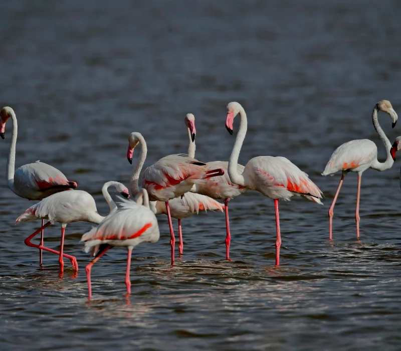 Nairobi → Amboseli