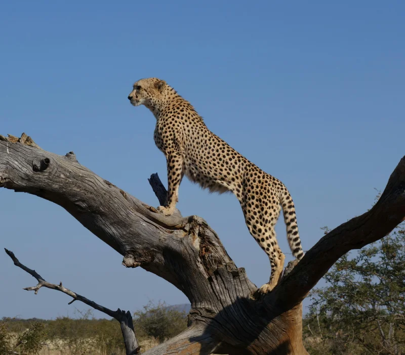 Full Day in Amboseli