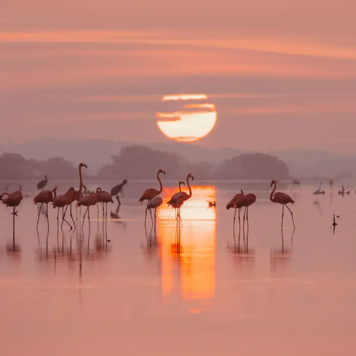 Amboseli → Lake Nakuru (or Lake Elementaita)