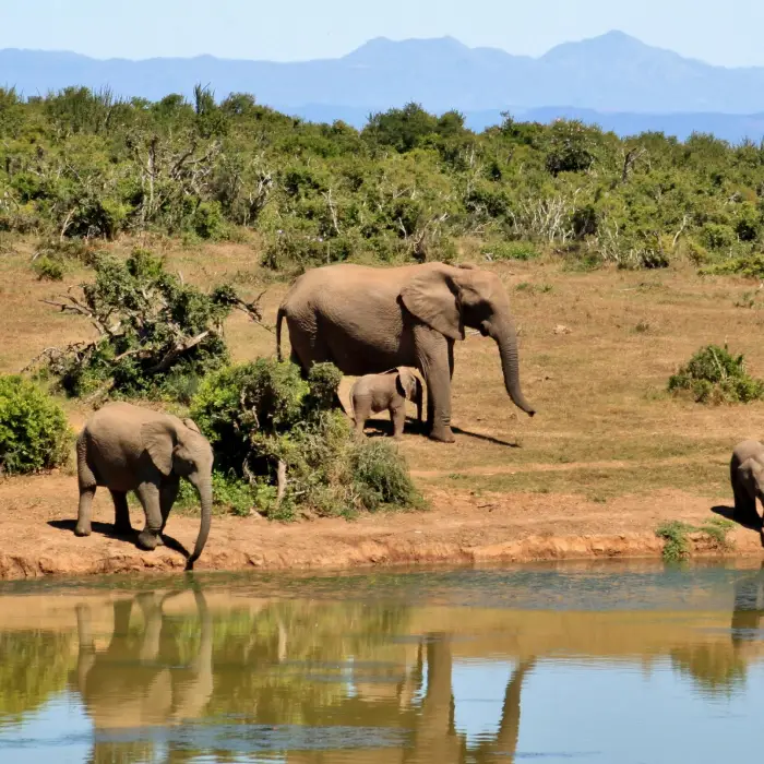 Full Day in Maasai Mara