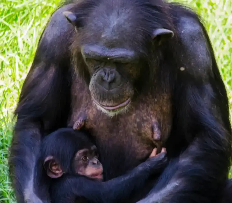 5 Days 4 Nights Rwanda Chimpanzee Trek Package