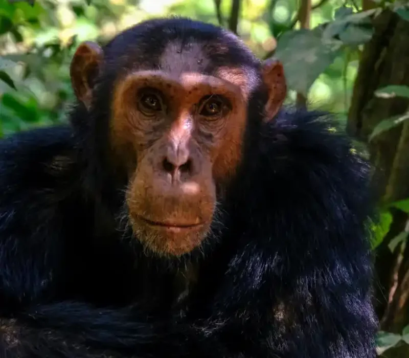 5 Days 4 Nights Rwanda Chimpanzee Trek Package