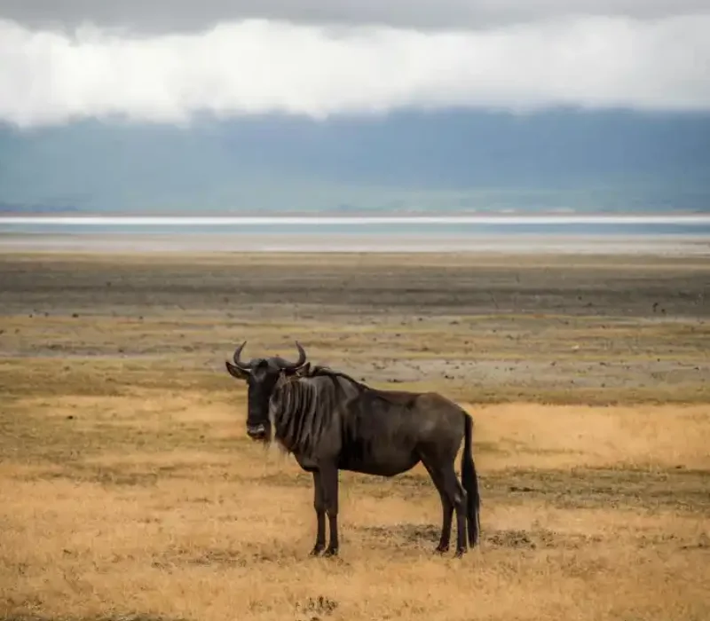 6 Days 5 Nights Ngorongoro, Serengeti & Lake Manyara Safari Package