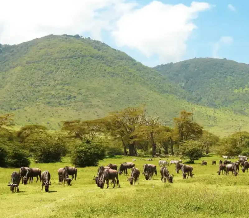 6 Days 5 Nights Ngorongoro, Serengeti & Lake Manyara Safari Package