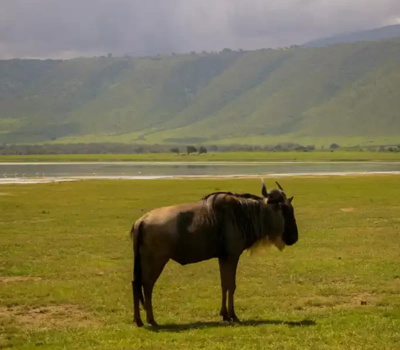 6 Days 5 Nights Ngorongoro, Serengeti & Lake Manyara Safari Package