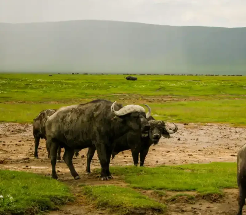 Ngorongoro to Serengeti