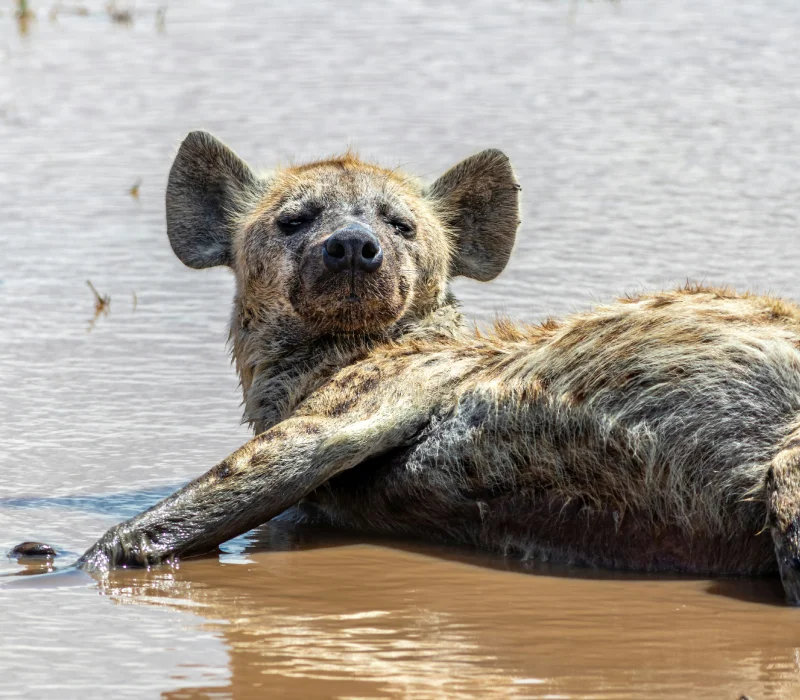3 Days 2 Nights Samburu High Season Safari Package