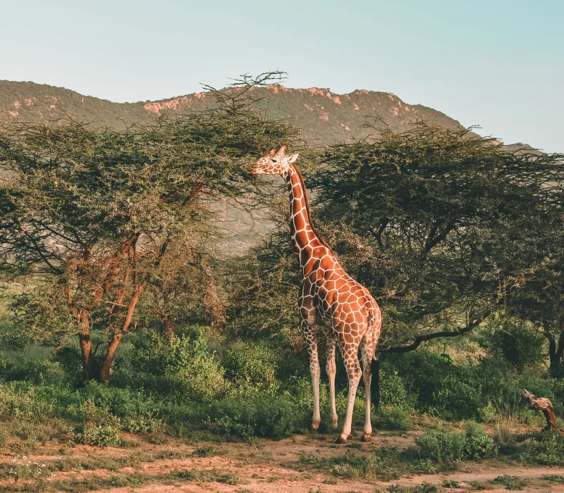 3 Days 2 Nights Samburu High Season Safari Package