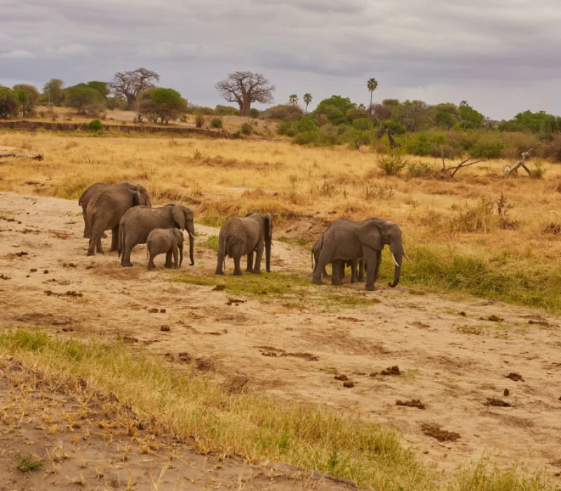 3 Days 2 Nights Lumo Conservancy Wildlife Safari