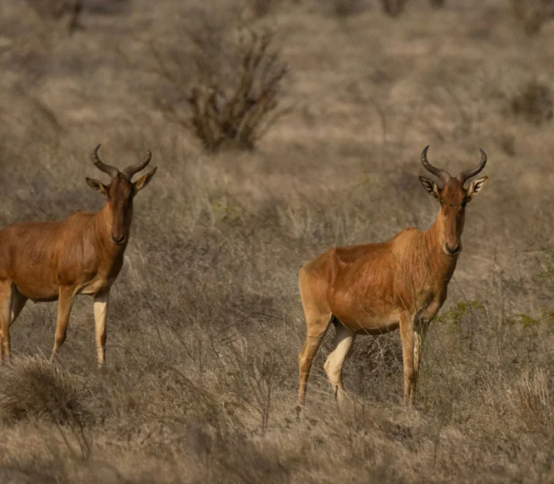 3 Days 2 Nights Lumo Conservancy Wildlife Safari