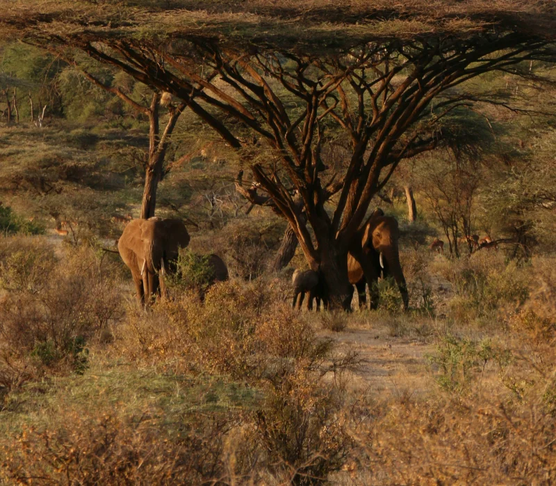 3 Days 2 Nights Lumo Conservancy Wildlife Safari