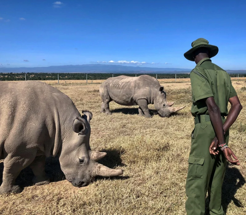 3 Days 2 Nights Nanyuki Private Safari Adventure — Stejos Tours