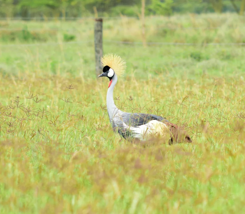 3 Days 2 Nights Nanyuki Private Safari Adventure — Stejos Tours