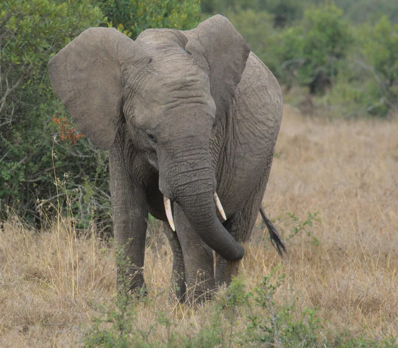 5 Days 4 Nights Nanyuki & Meru Ground Package