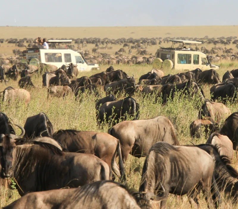 5 Days 4 Nights Serengeti Safari Package